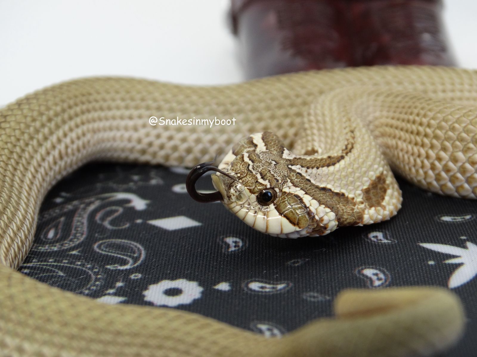 Hognose Female Super Anaconda het Stormcloud
