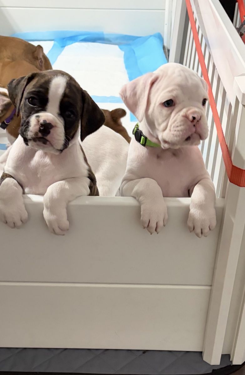 Boxer Puppies