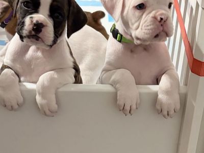 Boxer Puppies