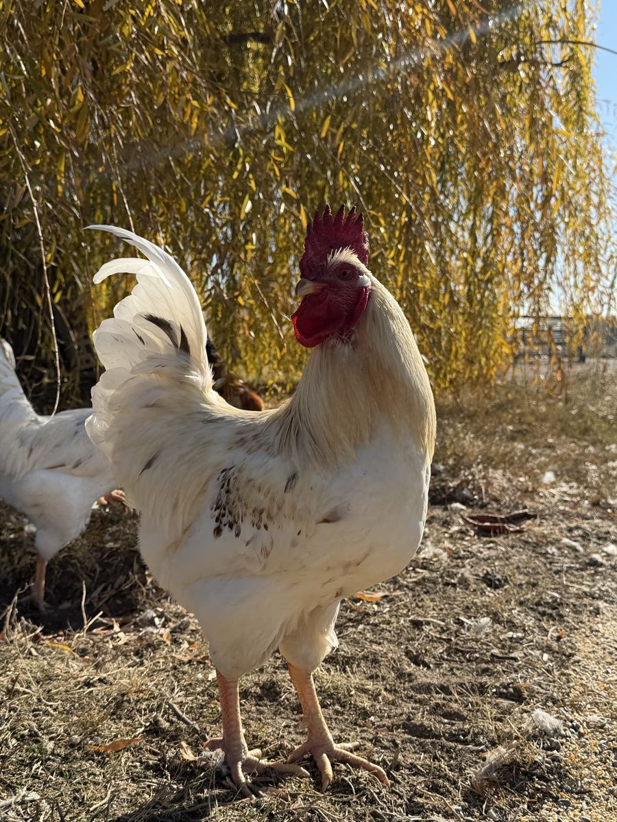 Roosters