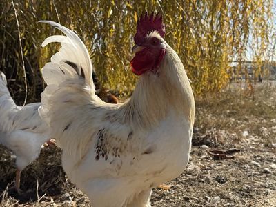 Roosters