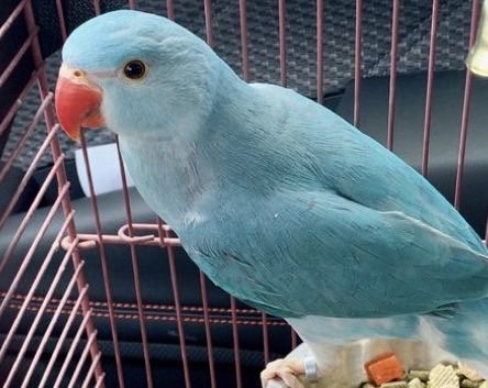 Hand fed Beautiful Blue Indian Ringneck Parrot