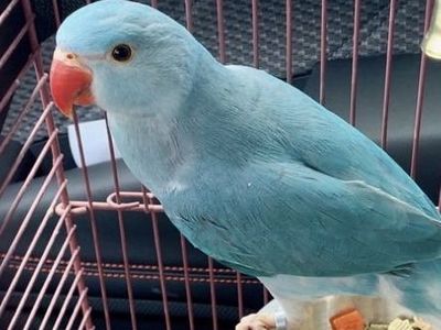 Hand fed Beautiful Blue Indian Ringneck Parrot