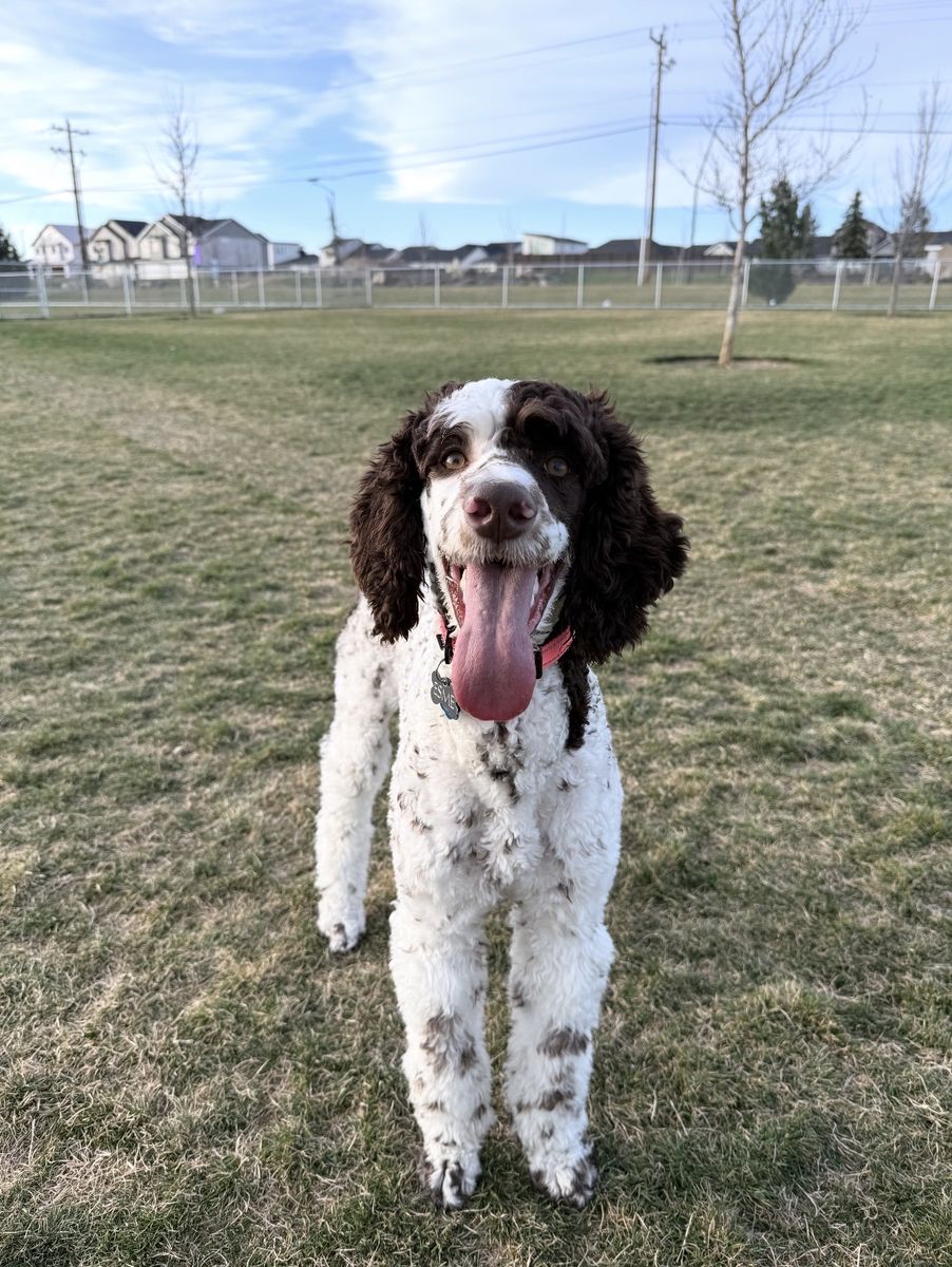 AKC Standard Poodle