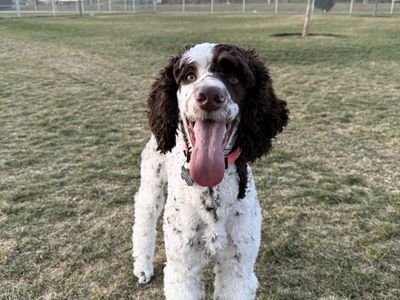 AKC Standard Poodle