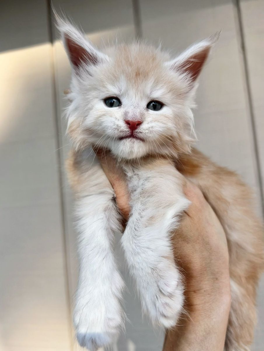 Red Smoke Maine Coon male kitten