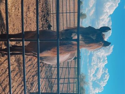 Yearling filly