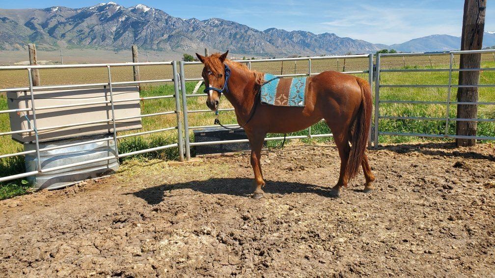 2 yr old P.ony - POA Filly