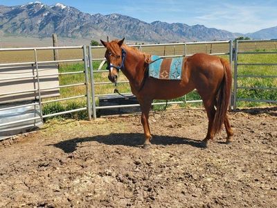 2 yr old P.ony - POA Filly