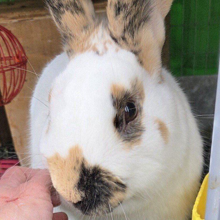 Show Rhinelander Bunny Rabbit