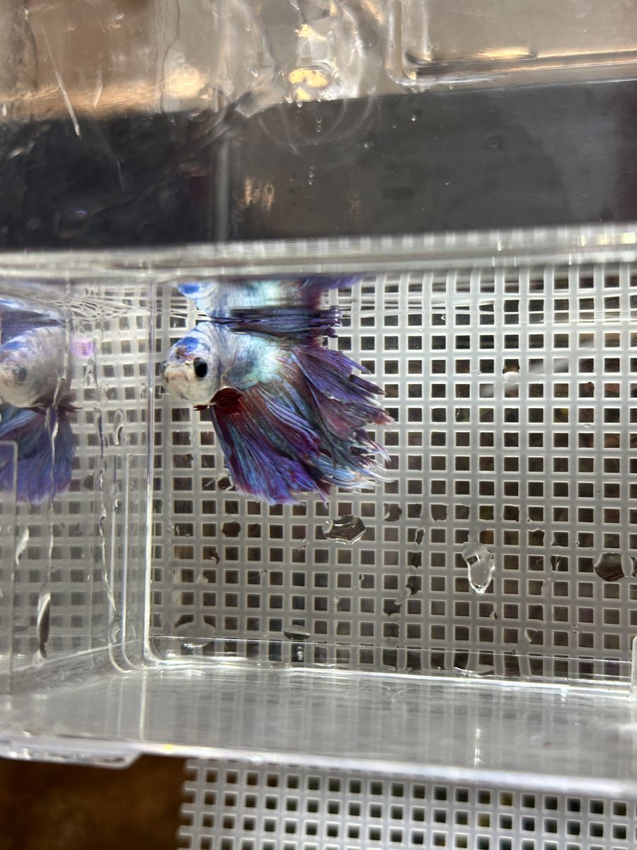 Healthy Male Blue and Purple Betta Fish (free plant)