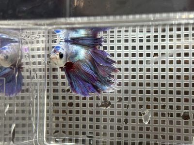 Healthy Male Blue and Purple Betta Fish (free plant)