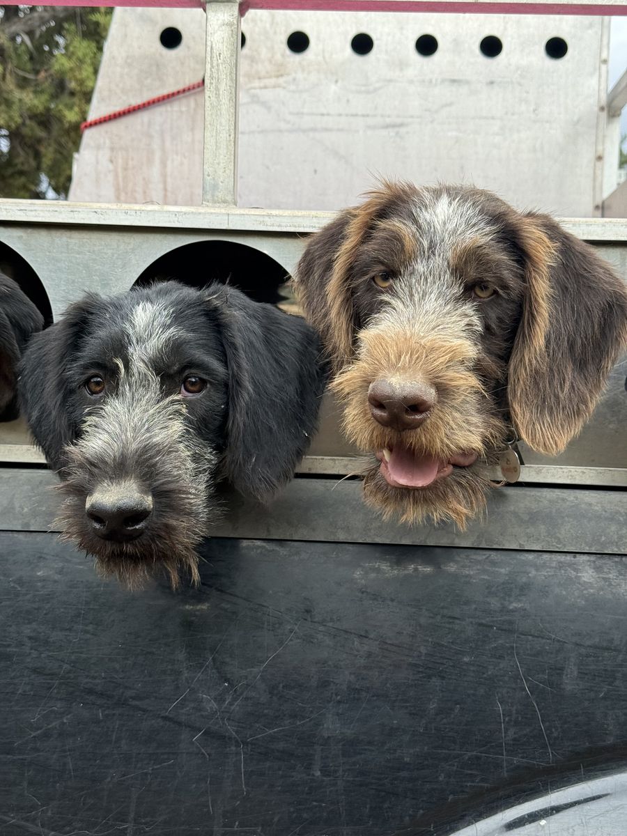 Pair of pointers