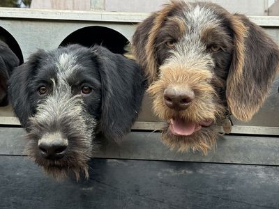 Pair of pointers