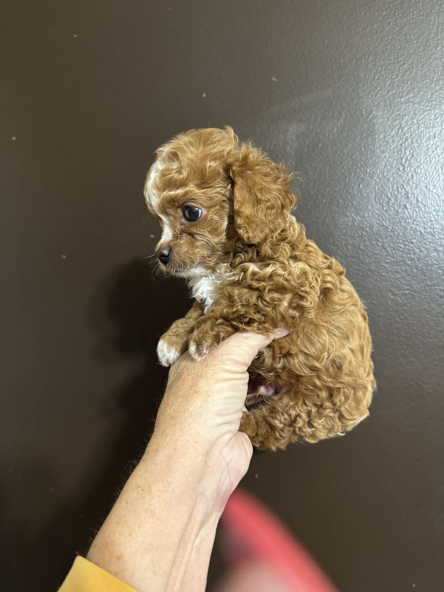 Mini Smooth Face Cavapoo Pups