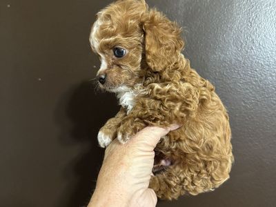Mini Smooth Face Cavapoo Pups