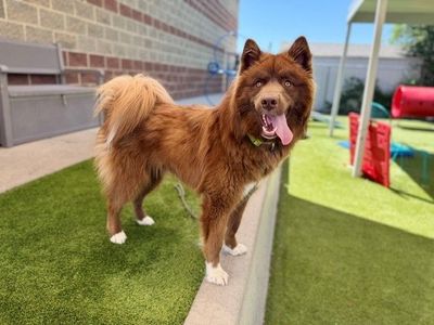A158235 Moona is Available for Adoption!