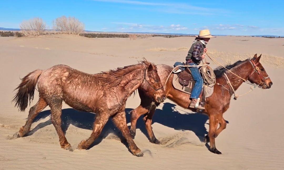 Brabant/ quarter horse half draft geldings