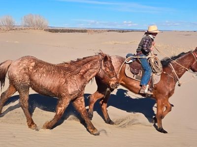 Brabant/ quarter horse half draft geldings