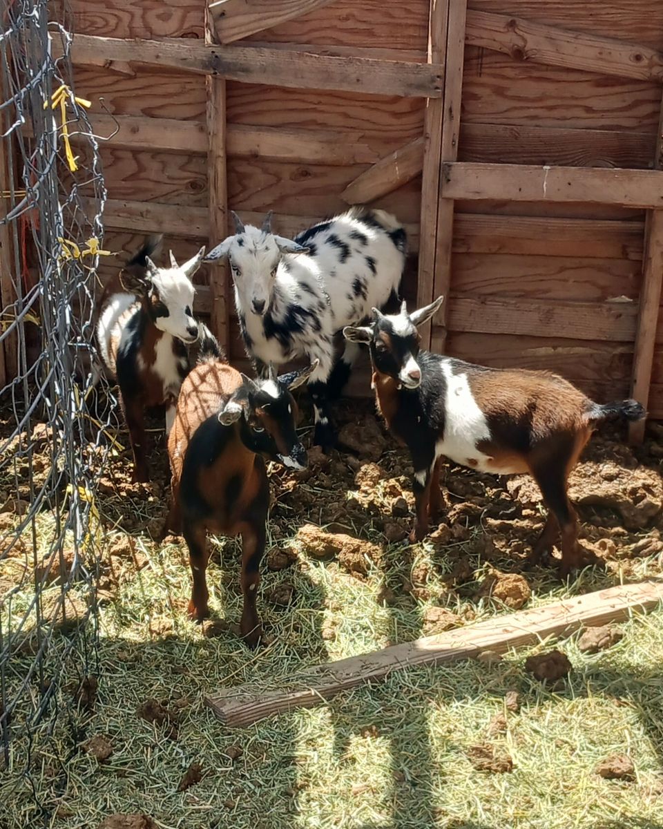 Nigerian dwarf doelings