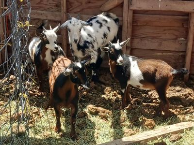Nigerian dwarf doelings
