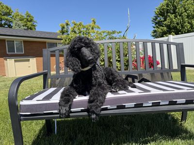Frenchies Standard Poodle Puppies