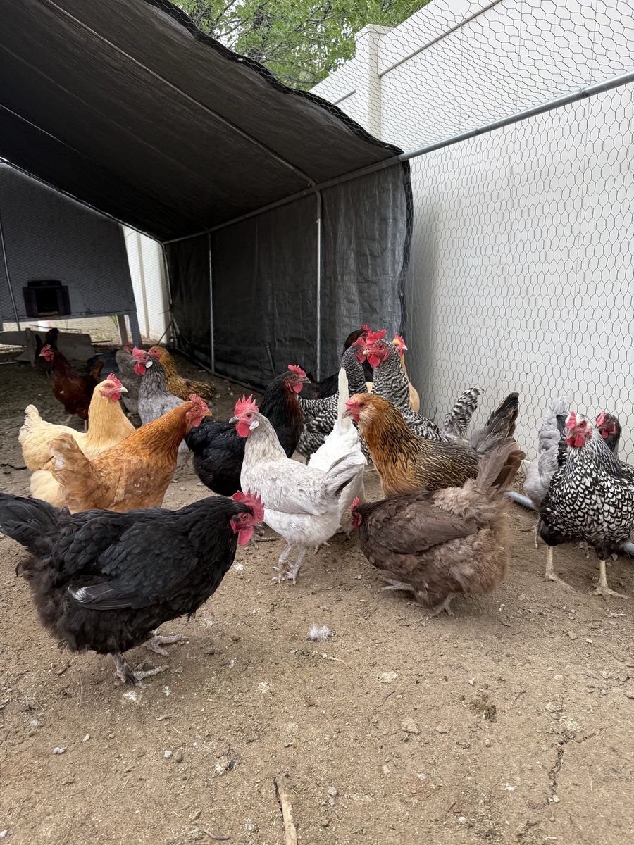 18 laying hen for sale