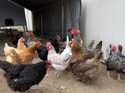 18 laying hen for sale