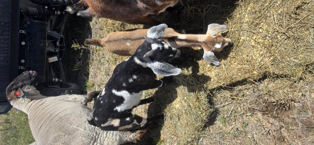 March baby's nubian goats