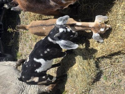 March baby's nubian goats