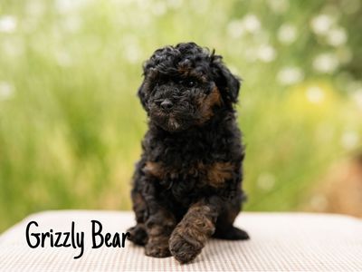 AKC mini phantom poodle