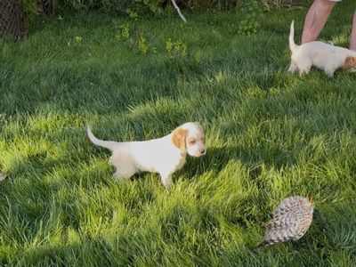 Llewellyn setter