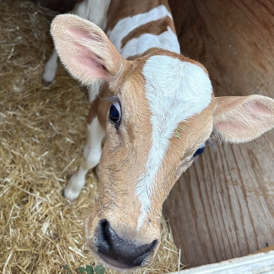 Adorable Brown & White Calf - Healthy Young Livestock for Sale