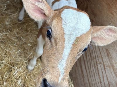 Adorable Brown & White Calf - Healthy Young Livestock for Sale