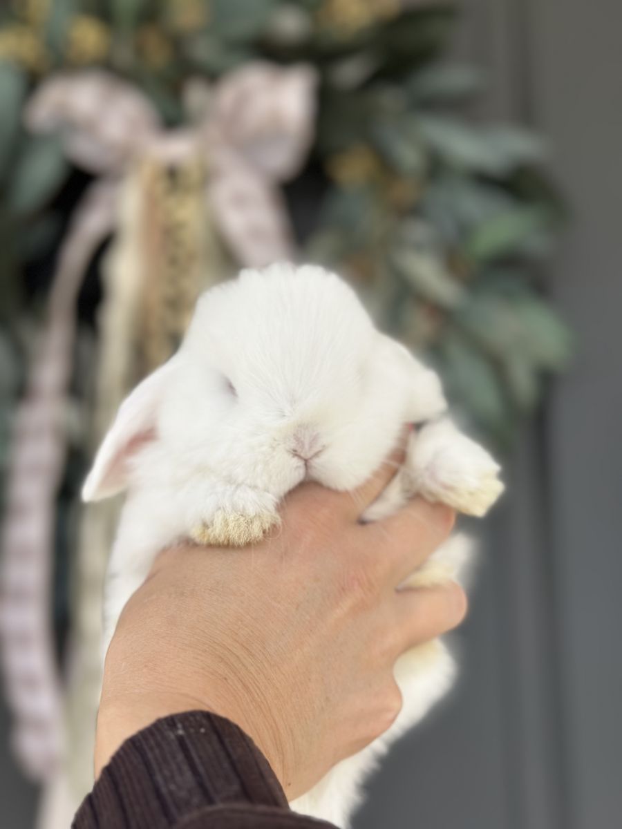 Blue Eyed White Purebred Holland Lop Buck
