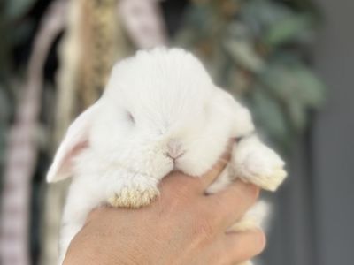 Blue Eyed White Purebred Holland Lop Buck