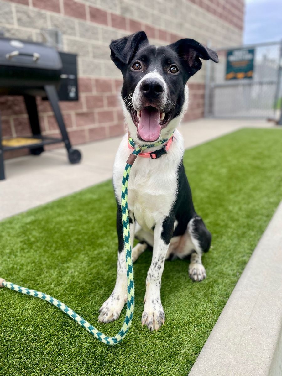 A160627 Picasso is Available for Adoption!