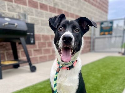 A160627 Picasso is Available for Adoption!