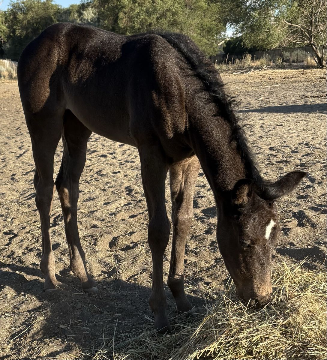 2026 Dash Ta Fame/Bobs Hickory Rio Filly - Black/Gray Rope or Barrel Prospect