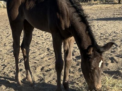 2026 Dash Ta Fame/Bobs Hickory Rio Filly - Black/Gray Rope or Barrel Prospect