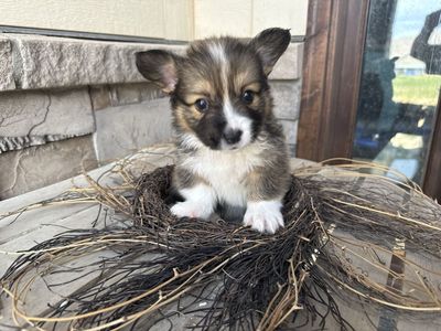 AKC Pembroke welsh corgis.