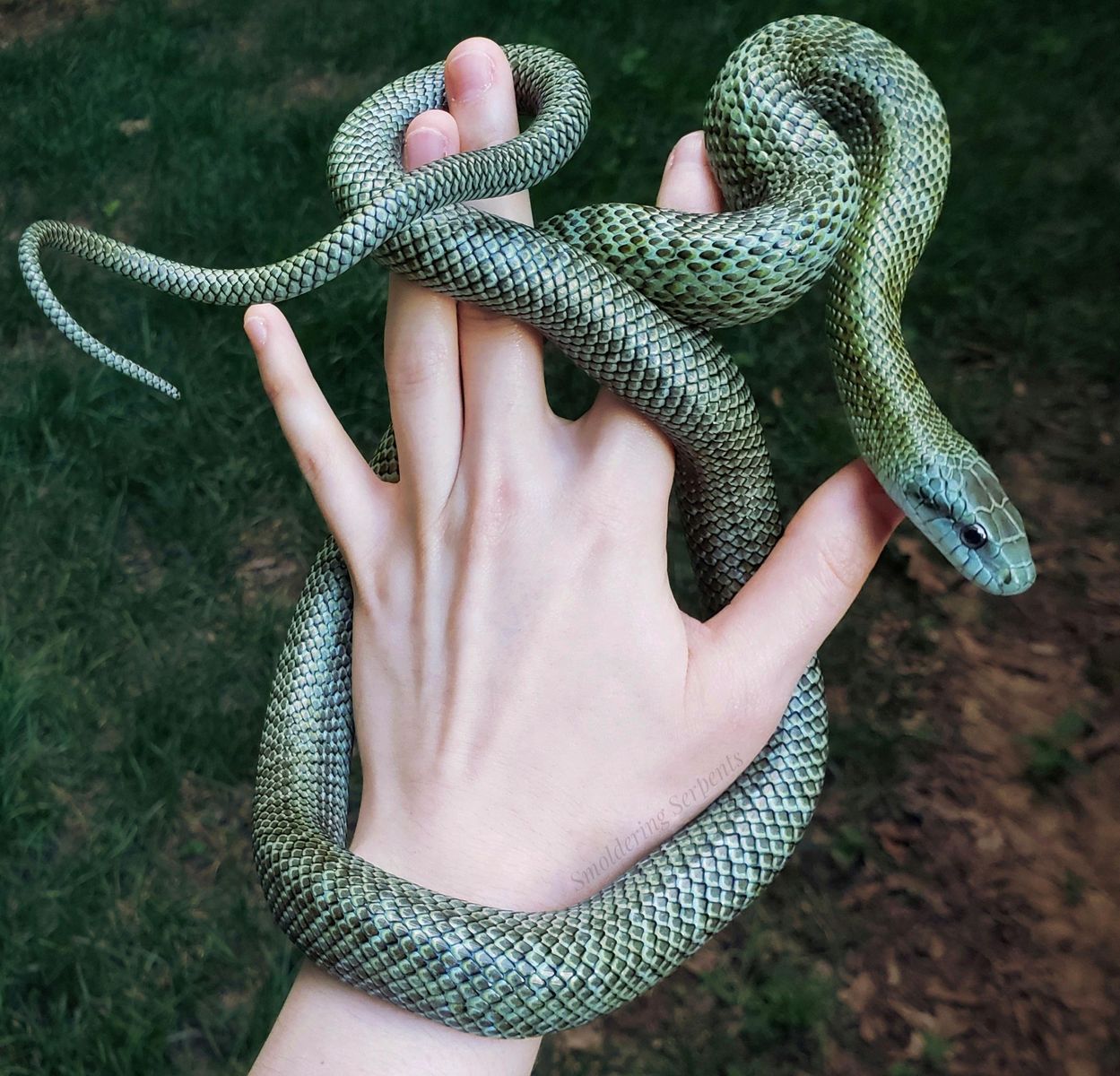 Iso  Japanese rat snake
