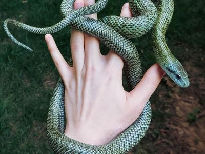 Iso Japanese rat snake