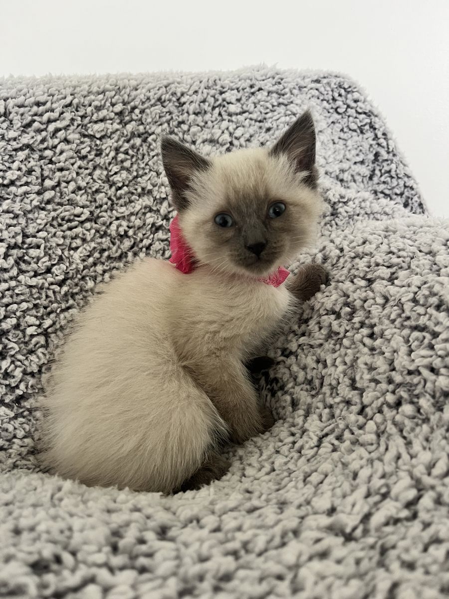 Half Ragdoll Kittens