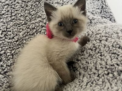 Half Ragdoll Kittens