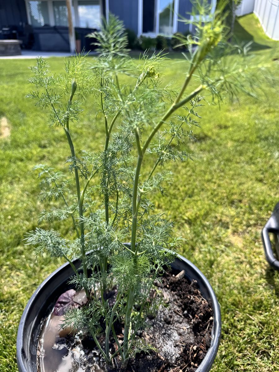 Free dill