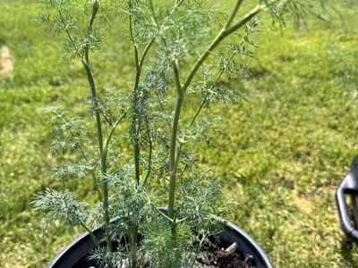 Free dill