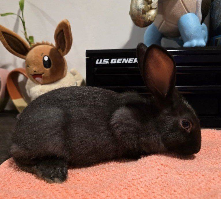 TAMUK/Harlequin Cross Rabbit - Pet, Broodstock, Meat