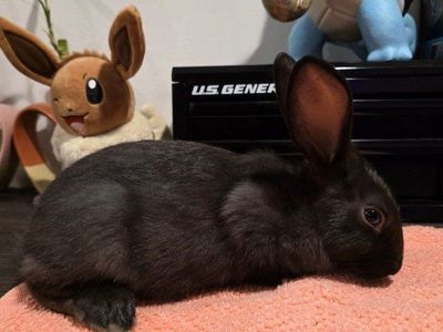 TAMUK/Harlequin Cross Rabbit - Pet, Broodstock, Meat
