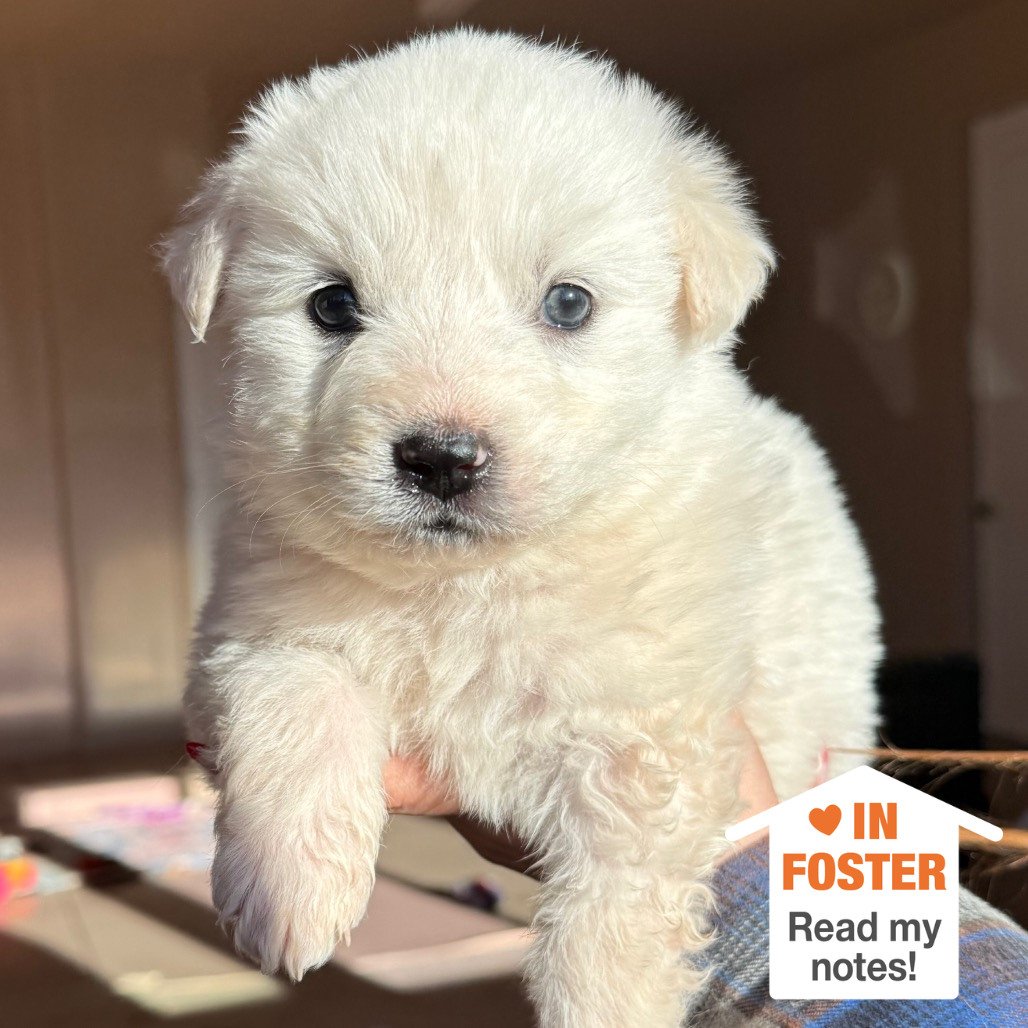 Hello my name is Buuz